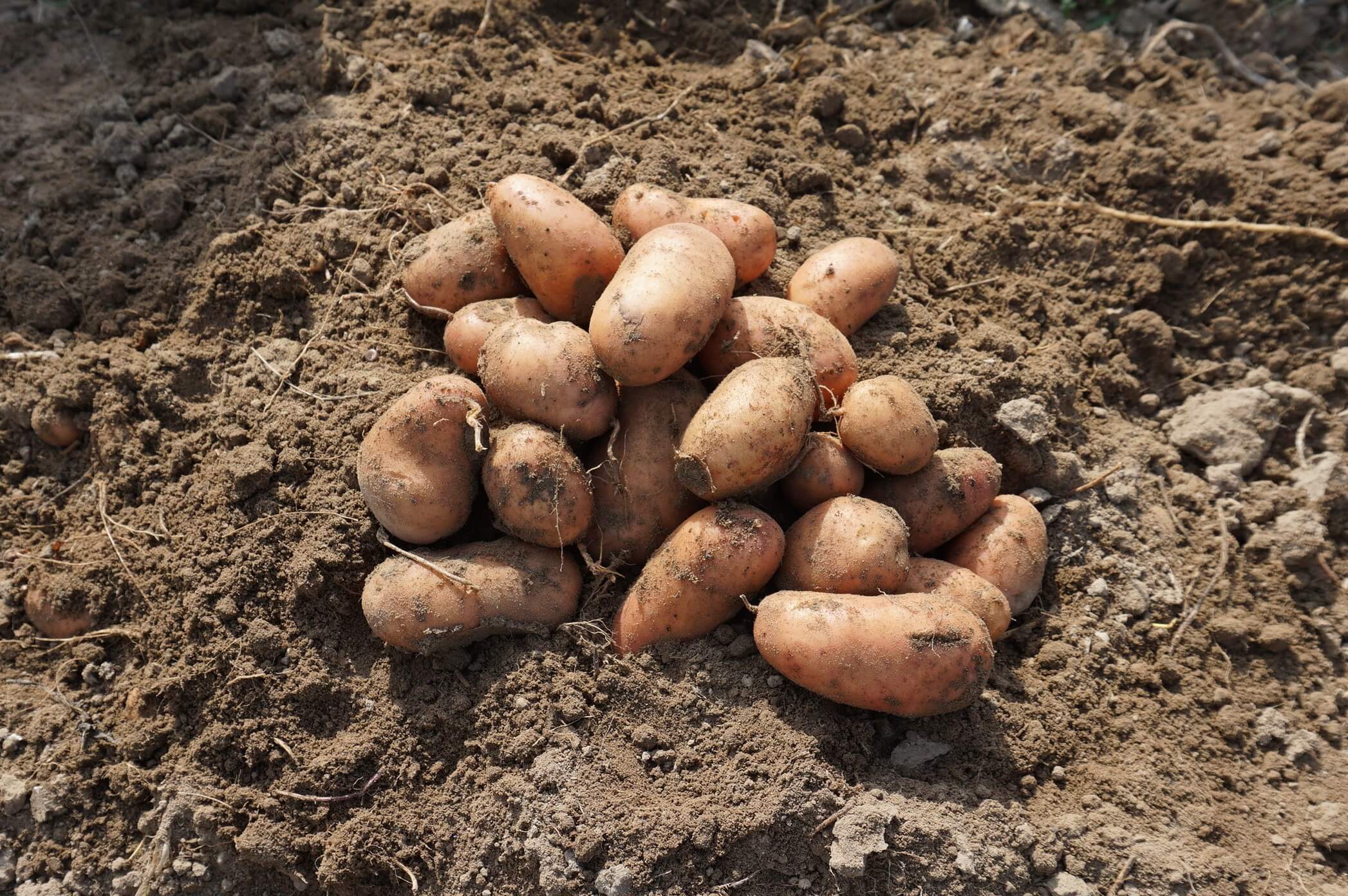 01.09.2020</br>Gardena